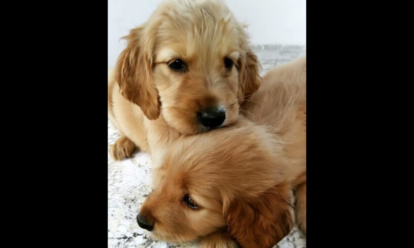 Cute Puppies #puppy #puppydog