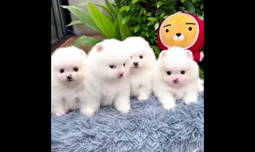 Cute Dog Collection, The World’s Cutest Puppies #dog #puppies #puppy #video #cute #cutest