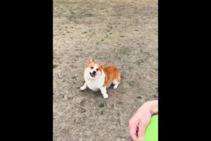 Cute Puppies 🥰♥ super funny Corgi ♥ #shorts #2025