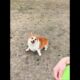 Cute Puppies 🥰♥ super funny Corgi ♥ #shorts #2025