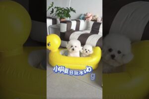 cute puppies funny moment cute overload ❤️#hellomochi #dog #bichon