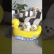 cute puppies funny moment cute overload ❤️#hellomochi #dog #bichon