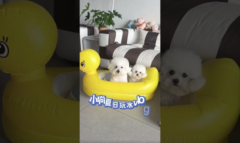 cute puppies funny moment cute overload ❤️#hellomochi #dog #bichon