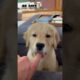 40 days to One Year golden retriever transformation #feed #transformation #puppy#dog #doglover#pets