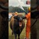 A cow attacked by Bees | Bees attack at cow saved by rescue team #humanity #rescueanimals #cowrescue