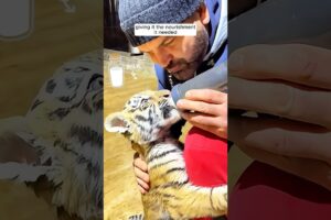 A kind-hearted man took in a helpless tiger cub