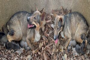 A stray dog was abandoned and she gave birth to 6 puppies. It's really heartbreaking. dog Rescue,