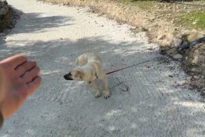 Abandoned Dog Can't Take His Eyes Off the Road, Waiting for Owner to Return - Takis Shelter