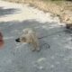 Abandoned Dog Can't Take His Eyes Off the Road, Waiting for Owner to Return - Takis Shelter