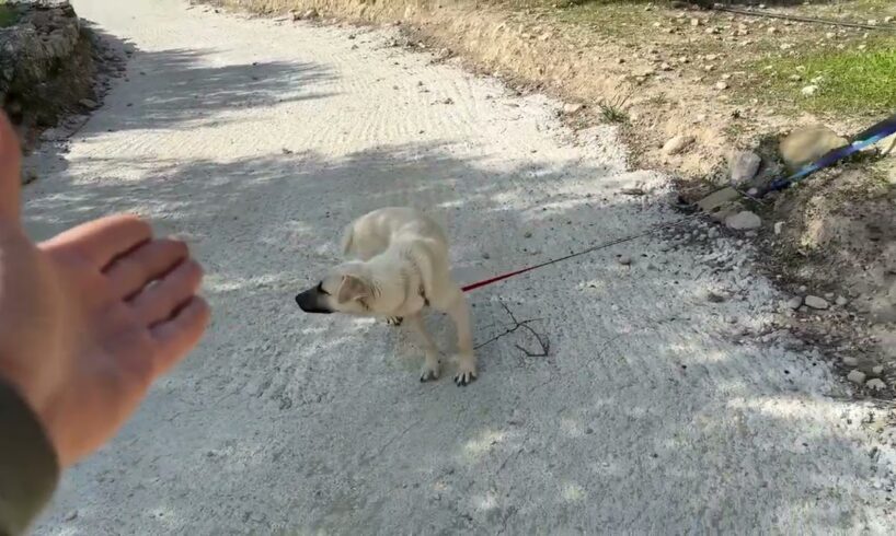 Abandoned Dog Can't Take His Eyes Off the Road, Waiting for Owner to Return - Takis Shelter