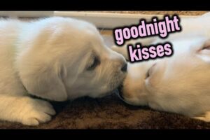 Adorable Sleepy and Snuggly Lab Puppies - Cute Puppies Play and Cuddle Before Bedtime #labrador