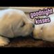 Adorable Sleepy and Snuggly Lab Puppies - Cute Puppies Play and Cuddle Before Bedtime #labrador