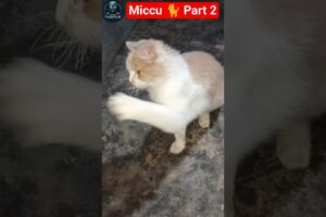 Aiman Playing with Miccu 🐈 part 2 #animals #pets #petshorts #petsvlog #softpaws #cutepup #cutealert