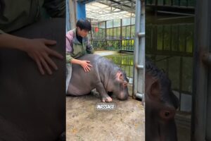 Amazing Friendship Between Boy And Baby Hippo❤️#animals #hippo #amazing