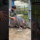 Amazing Friendship Between Boy And Baby Hippo❤️#animals #hippo #amazing