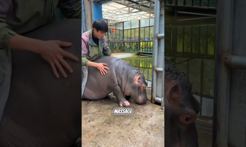 Amazing Friendship Between Boy And Baby Hippo❤️#animals #hippo #amazing