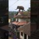 An elephant climbed onto the roof of the house #animals #shorts