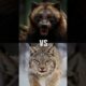 Animal fights. Who will wins