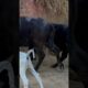 Animals at Play: Buffalo, Bull, and Dog #shorts #shorts video#playing