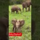 Baby Elephant Short video #elephant #babyelephants #wildanimals