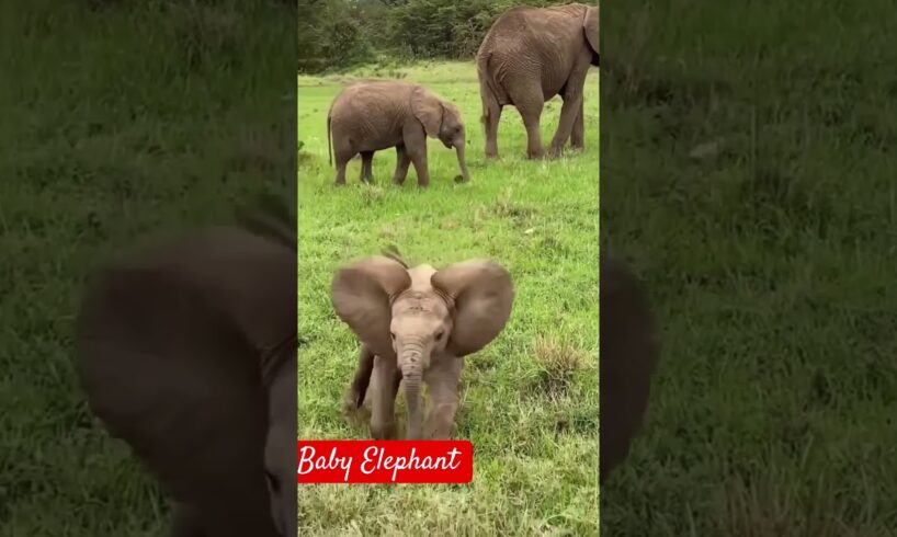 Baby Elephant Short video #elephant #babyelephants #wildanimals