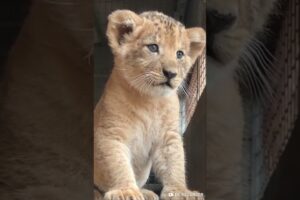 Baby Lion Cute Roaring and Walking!