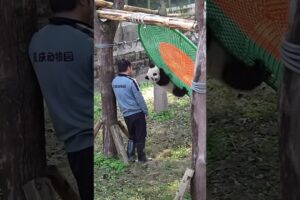 Baby Panda Playing with Grandpa #cute #adorable #babypanda #pandalover #panda #pandacub #qisanmei