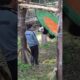 Baby Panda Playing with Grandpa #cute #adorable #babypanda #pandalover #panda #pandacub #qisanmei