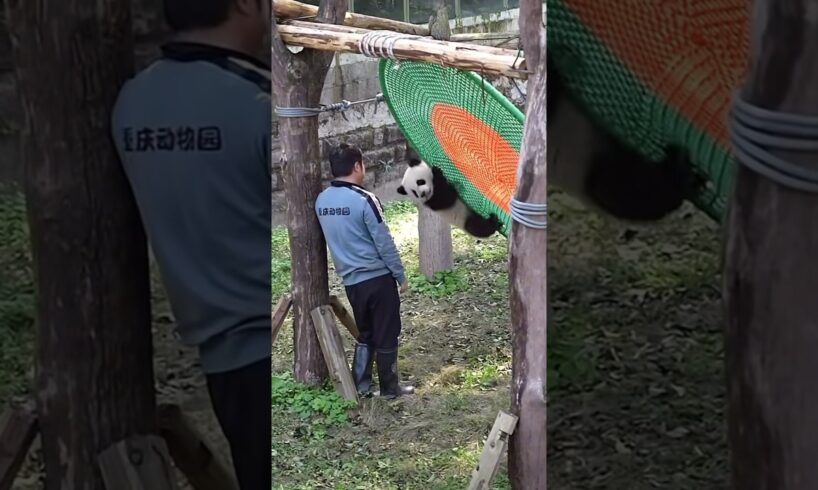 Baby Panda Playing with Grandpa #cute #adorable #babypanda #pandalover #panda #pandacub #qisanmei