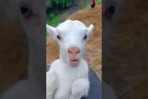 Baby cow vs. goat sound 💓❤️ #short #goat #cow #animals #sound #viralshorts #viralvideo #viralvideo