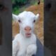 Baby cow vs. goat sound 💓❤️ #short #goat #cow #animals #sound #viralshorts #viralvideo #viralvideo