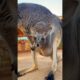 Baby kangaroo is awake bright and early! 🦘🥰 #animals #cuteanimals #shorts