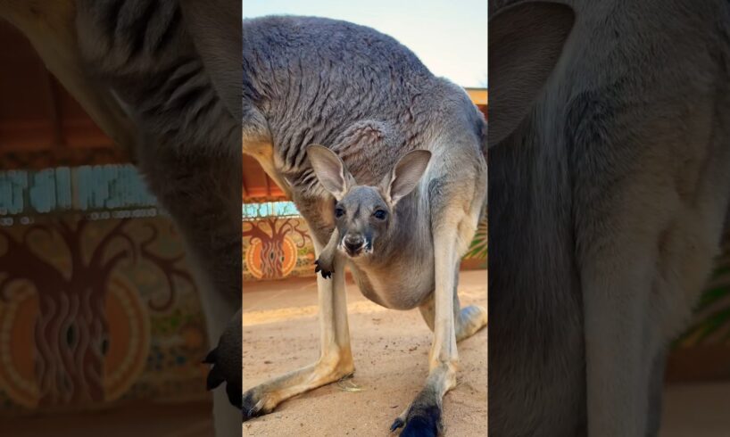 Baby kangaroo is awake bright and early! 🦘🥰 #animals #cuteanimals #shorts