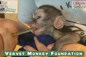 Baby monkey dies in arms of caregiver - go in peace Marianna