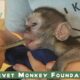 Baby monkey dies in arms of caregiver - go in peace Marianna