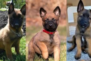 Belgian malinois puppies | Funny and Cute dog compilation in 2025