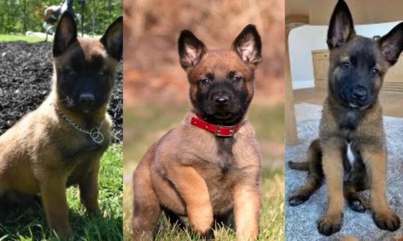 Belgian malinois puppies | Funny and Cute dog compilation in 2025