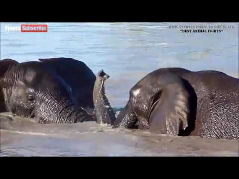 Best Animal Fights Wild Animals Fight To The Death