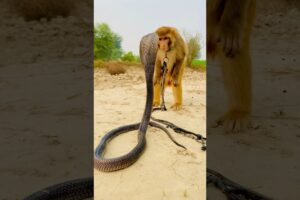 Big cobra snake and monkey naag jog