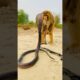 Big cobra snake and monkey naag jog