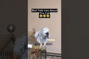 Bird Lies 🤣 #bird #animals #pets #funny #funnyanimals #fyp #youtubeshorts #cute #talkingbird #lol