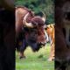 Bison and Tiger fight each other...#animal #bison #tiger #wildlife