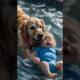 Brave Golden Retriever Rescues Baby from Pool! 🐶👶💖" #Dog #dogs #puppy #shorts #short #viralshorts