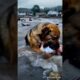 Brave dog rescues baby in distress