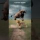 😱🔥Buffalo Vs Lion Deadly Battle in an Open Grassland #animals #shortvideo #buffalo #lion #wildlife