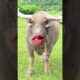 Buffalo must funny videos#ytviral #funny #funnyanimal #comedy #ytshorts #buffalobills #animals #pets