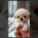 CUTE PUPPIES#Adorable#Cute#BabyPuppies