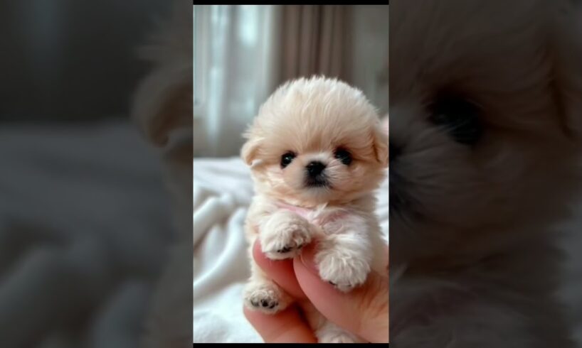 CUTE PUPPIES#Adorable#Cute#BabyPuppies