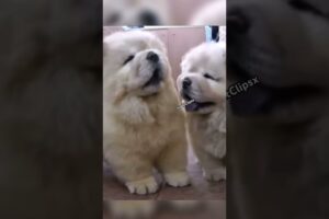 CUTEST PUPPIES 🐶🐩 | #dog #dogshorts #shorts #viral #fyp