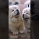 CUTEST PUPPIES 🐶🐩 | #dog #dogshorts #shorts #viral #fyp